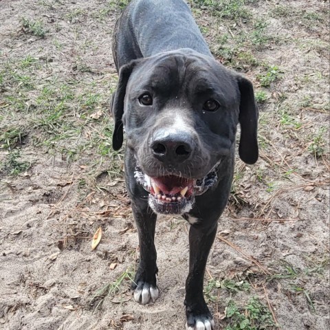 Toby, an adoptable Mixed Breed in Lake Panasoffkee, FL_image-3