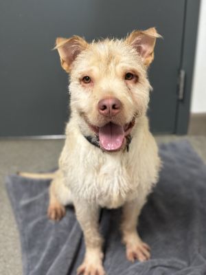 Irish terrier yorkie store mix