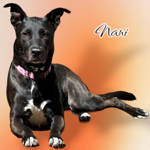 Nani - PAWS, an adoptable Mixed Breed in Las Cruces, NM, 88001 | Photo Image 1