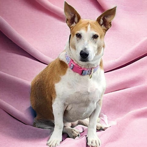 Paisley - PAWS, an adoptable Mixed Breed in Las Cruces, NM, 88001 | Photo Image 2