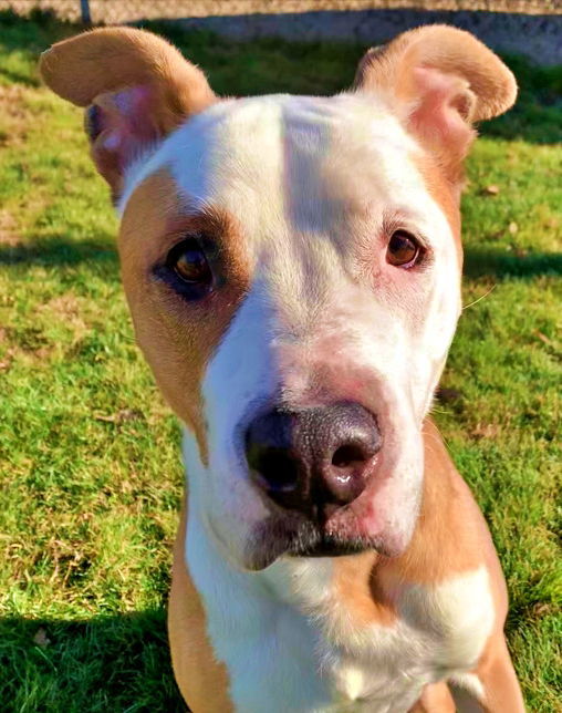 Elizabeth - (Adoption Sponsored), an adoptable Pit Bull Terrier in Emmett, ID, 83617 | Photo Image 2