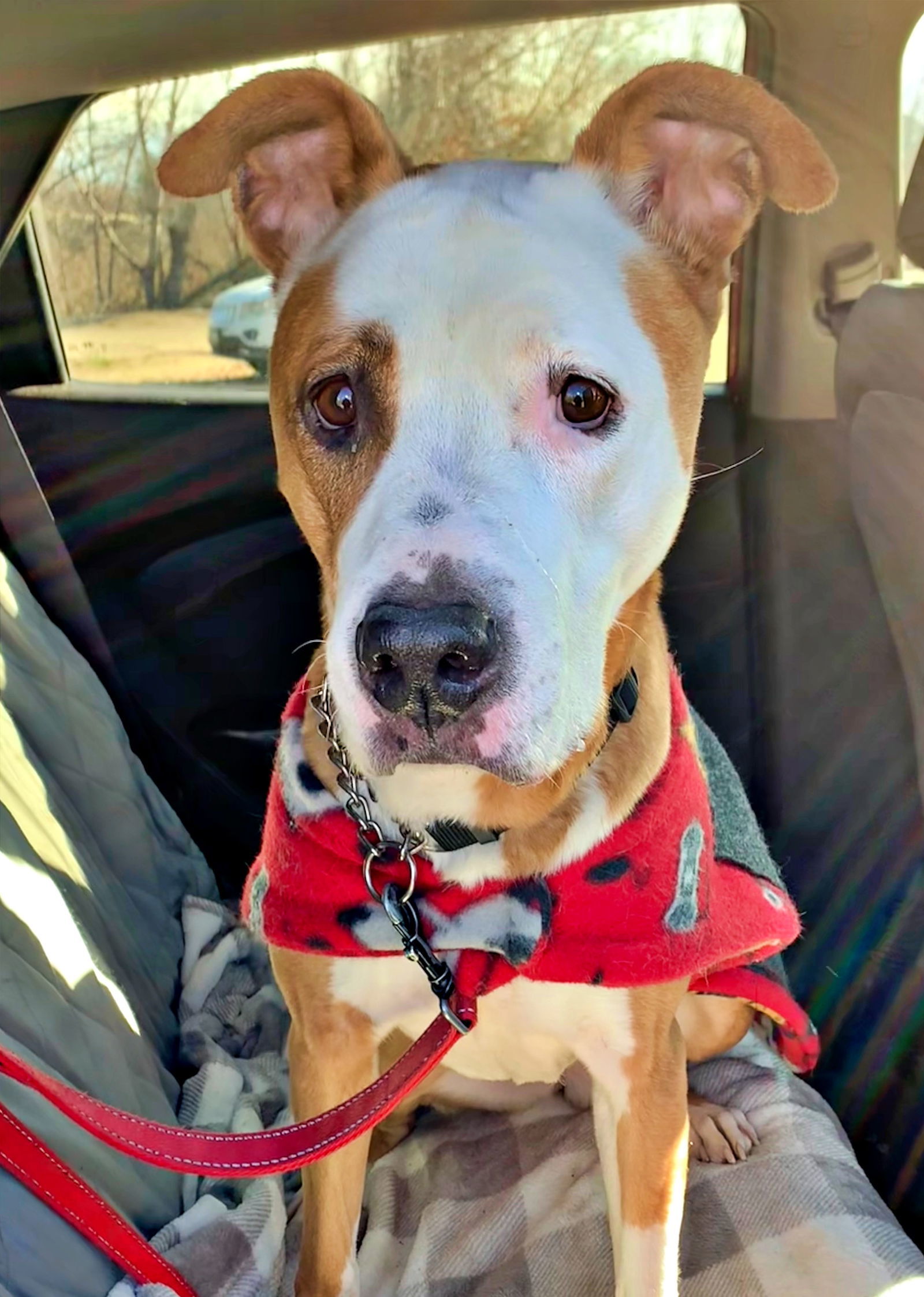 Elizabeth - (Adoption Sponsored), an adoptable Pit Bull Terrier in Emmett, ID, 83617 | Photo Image 3