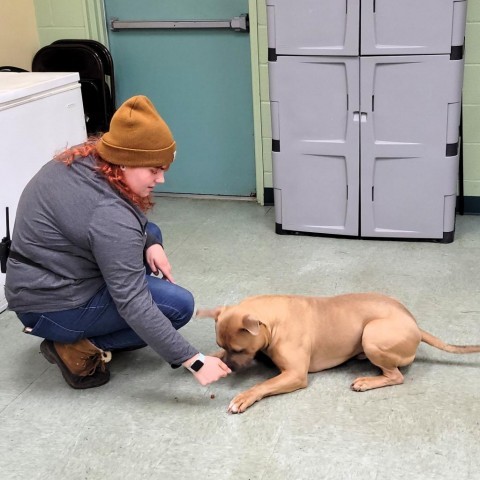 Dog for adoption Hank a Pit Bull Terrier in Michigan City IN