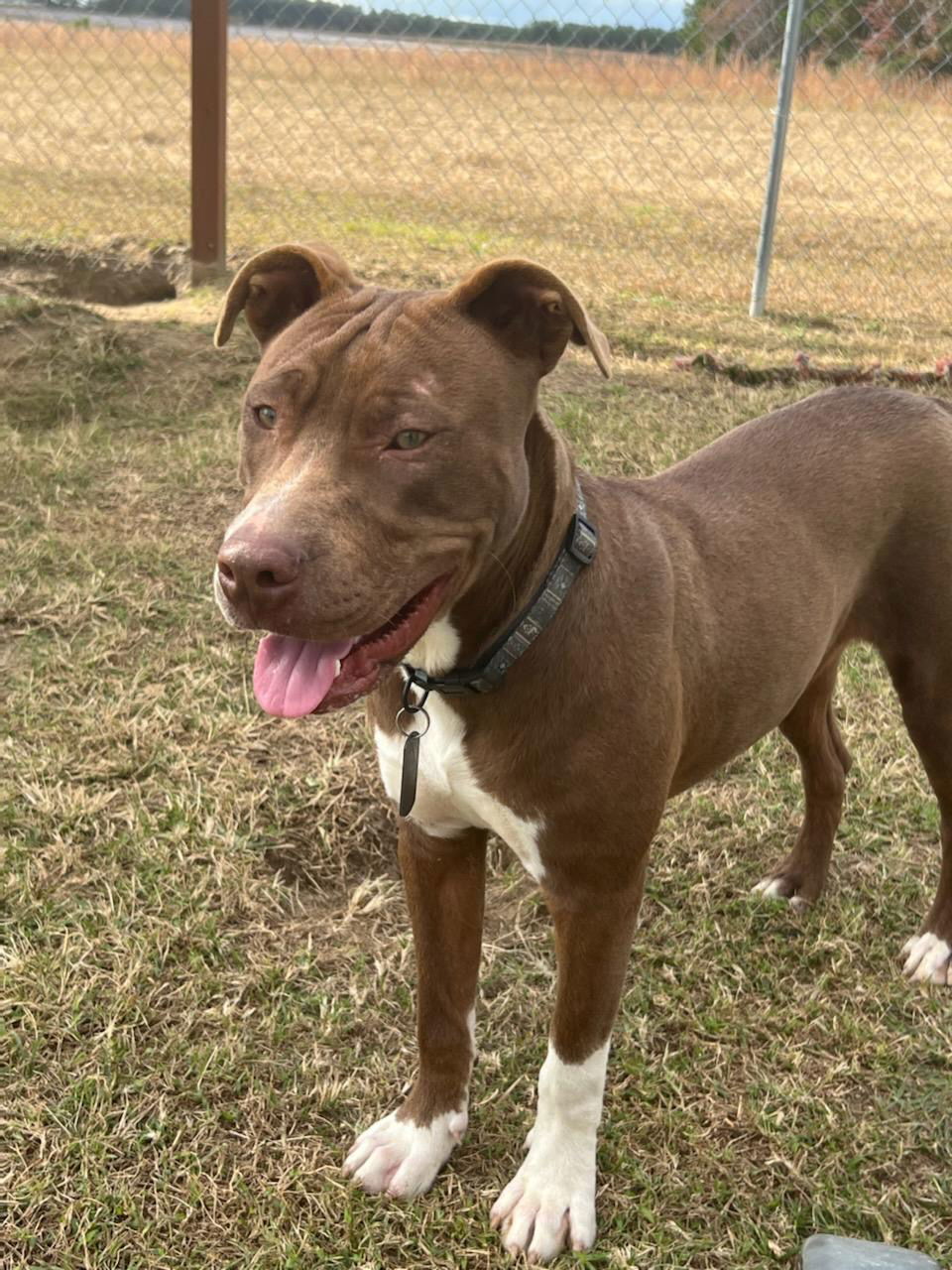 Wilson, an adoptable American Bulldog in Eastman, GA, 31023 | Photo Image 1