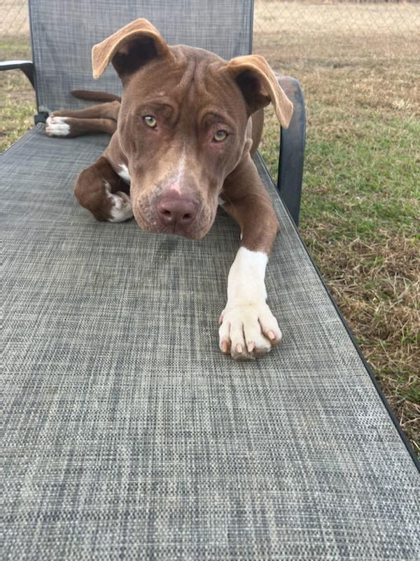 Wilson, an adoptable American Bulldog in Eastman, GA, 31023 | Photo Image 2