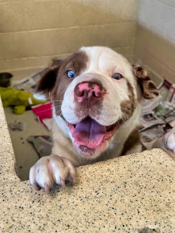 Shar pei hot sale australian shepherd mix