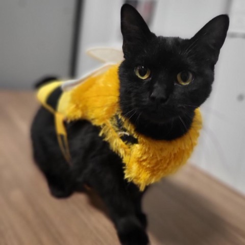 Flower, an adoptable Domestic Short Hair in Bismarck, ND, 58507 | Photo Image 4