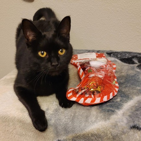 Flower, an adoptable Domestic Short Hair in Bismarck, ND, 58507 | Photo Image 4