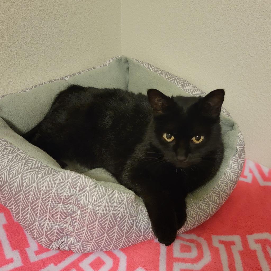 Flower, an adoptable Domestic Short Hair in Bismarck, ND, 58507 | Photo Image 4