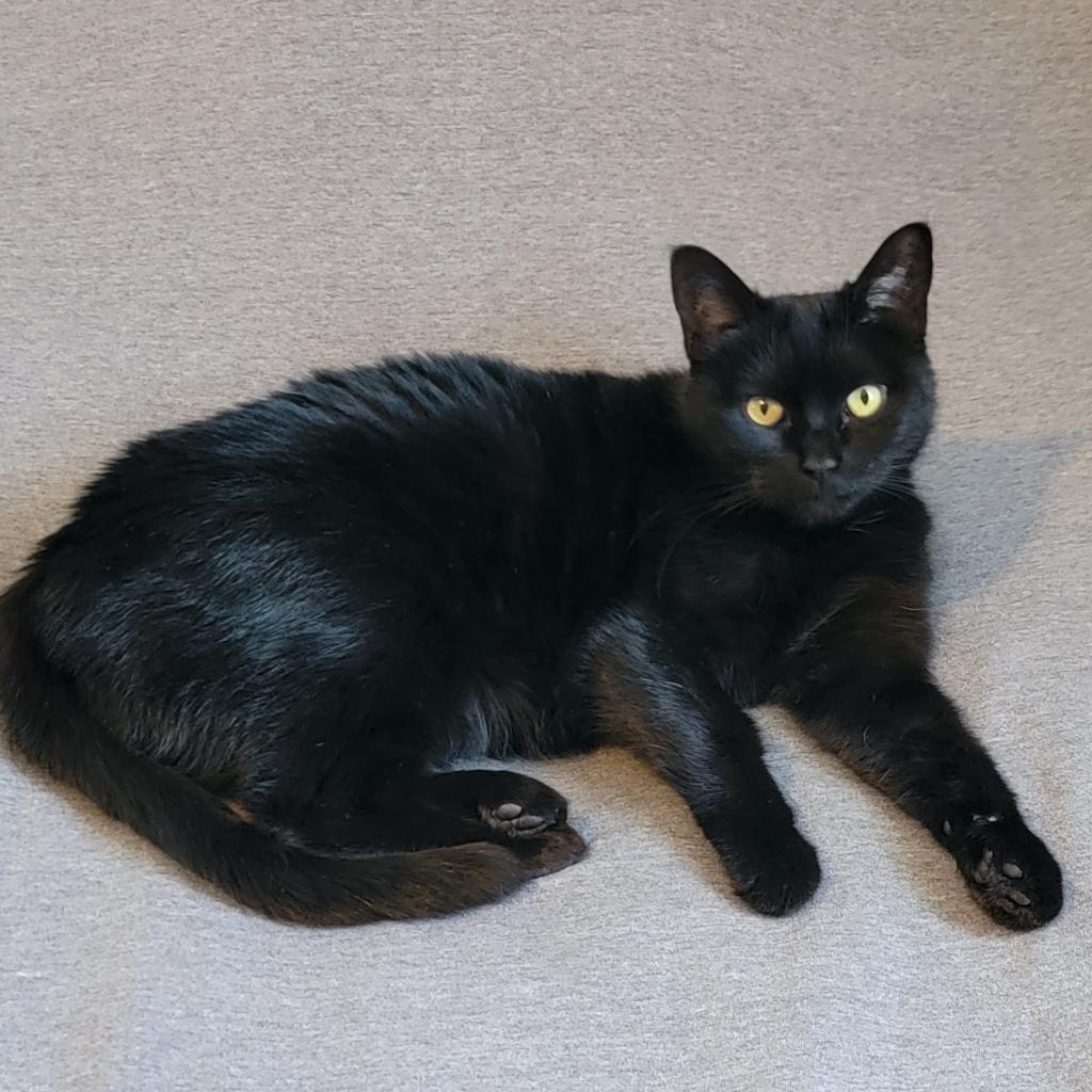 Flower, an adoptable Domestic Short Hair in Bismarck, ND, 58507 | Photo Image 5