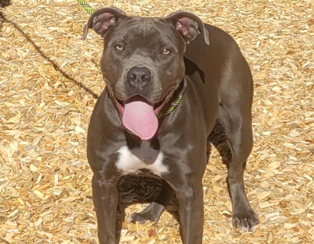 FAWN, an adoptable Pit Bull Terrier, Mixed Breed in Albuquerque, NM, 87121 | Photo Image 1