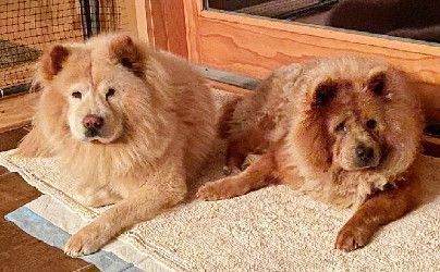 Meika  located in western Wisconsin, an adoptable Chow Chow in Luverne, MN, 56156 | Photo Image 2