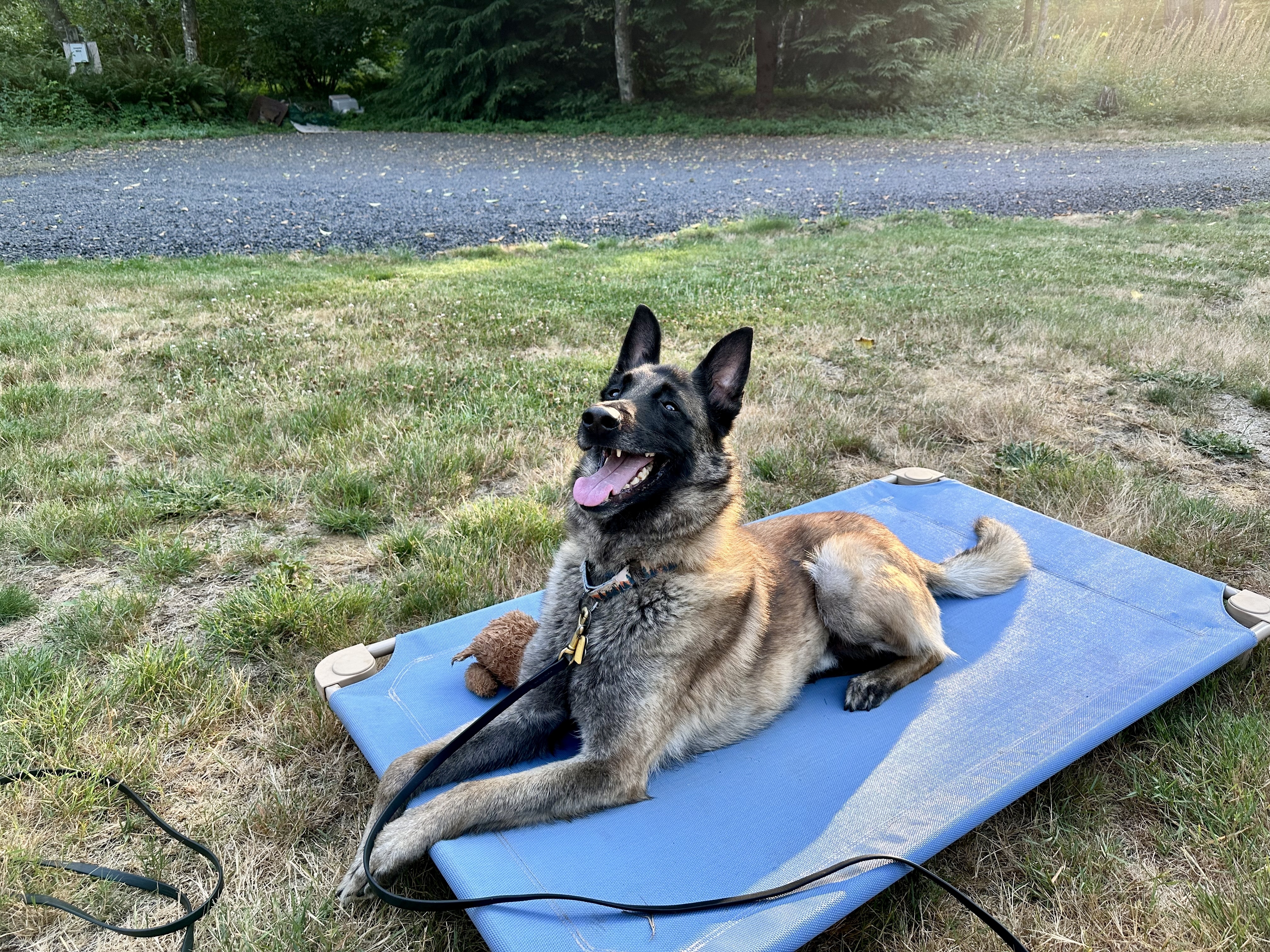 Kanchi, an adoptable Belgian Shepherd / Malinois in Vancouver, WA, 98686 | Photo Image 5
