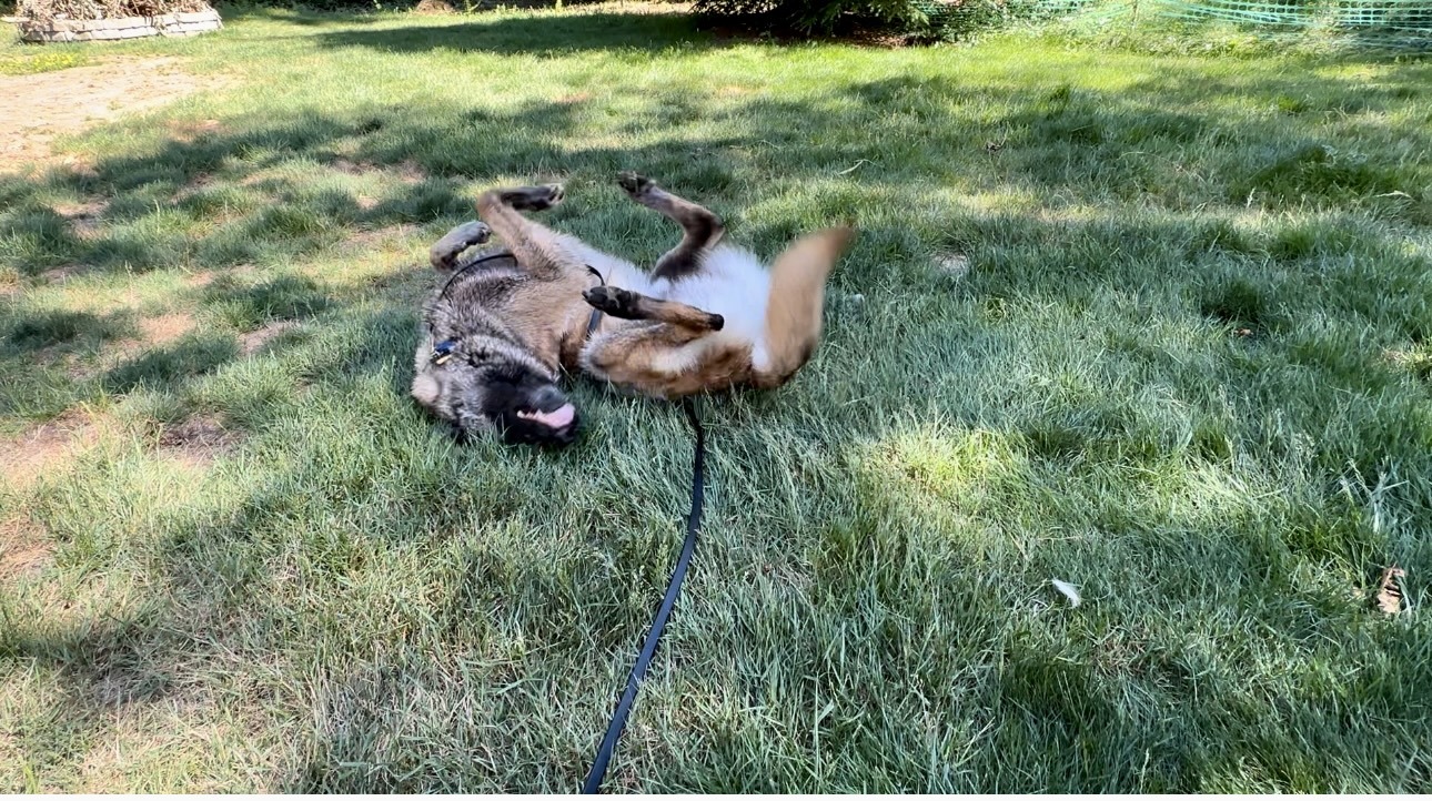 Kanchi, an adoptable Belgian Shepherd / Malinois in Vancouver, WA, 98686 | Photo Image 6
