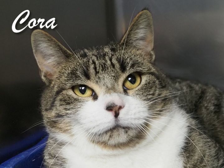 Cat for adoption - Cora, a Domestic Short Hair in Cape May Court House ...