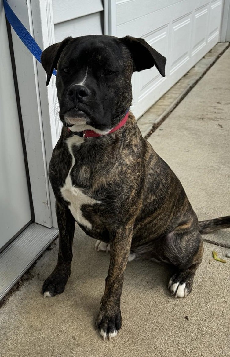Ferguson, an adoptable Boxer in Shakopee, MN, 55379 | Photo Image 1
