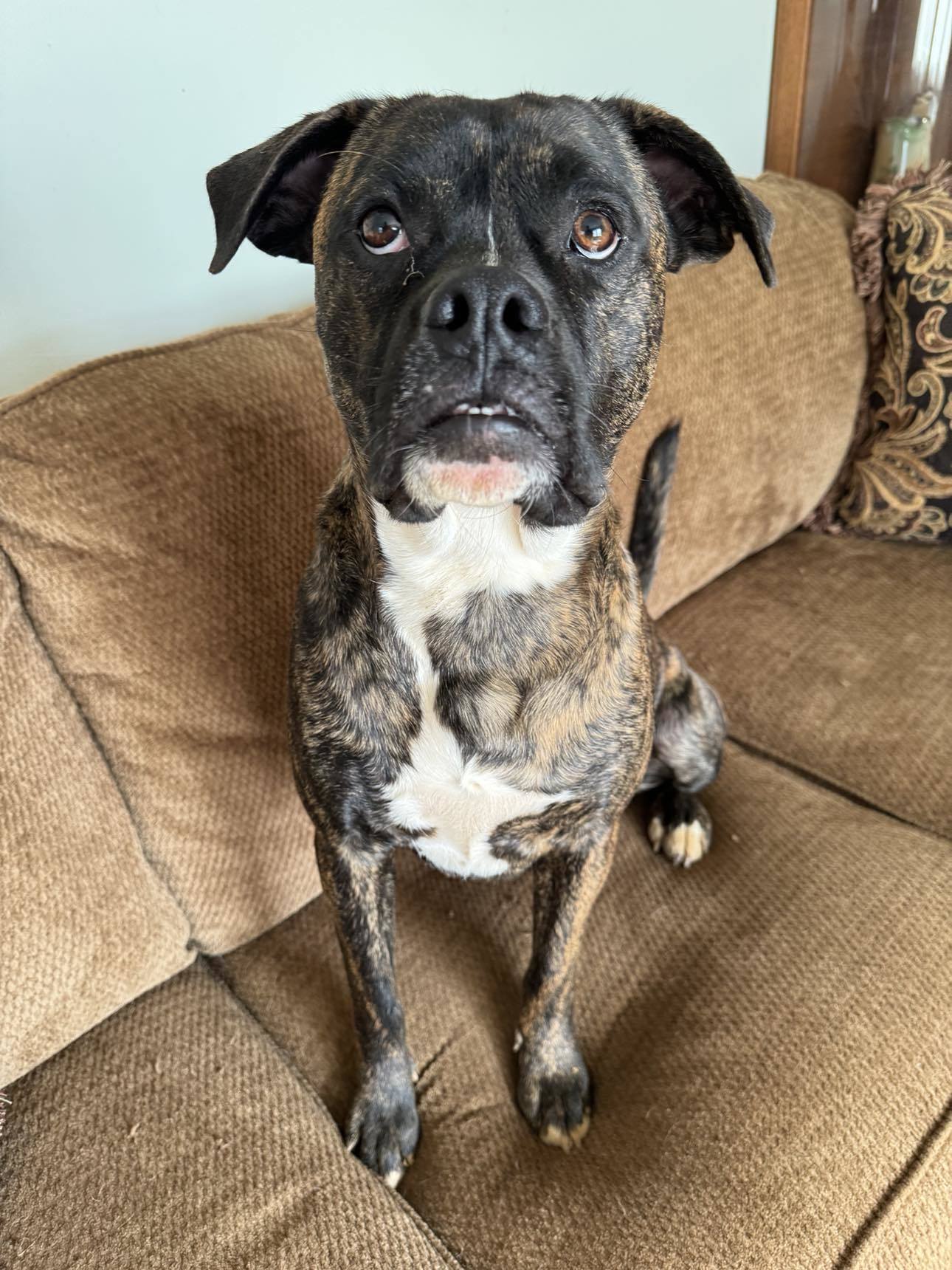 Ferguson, an adoptable Boxer in Shakopee, MN, 55379 | Photo Image 1