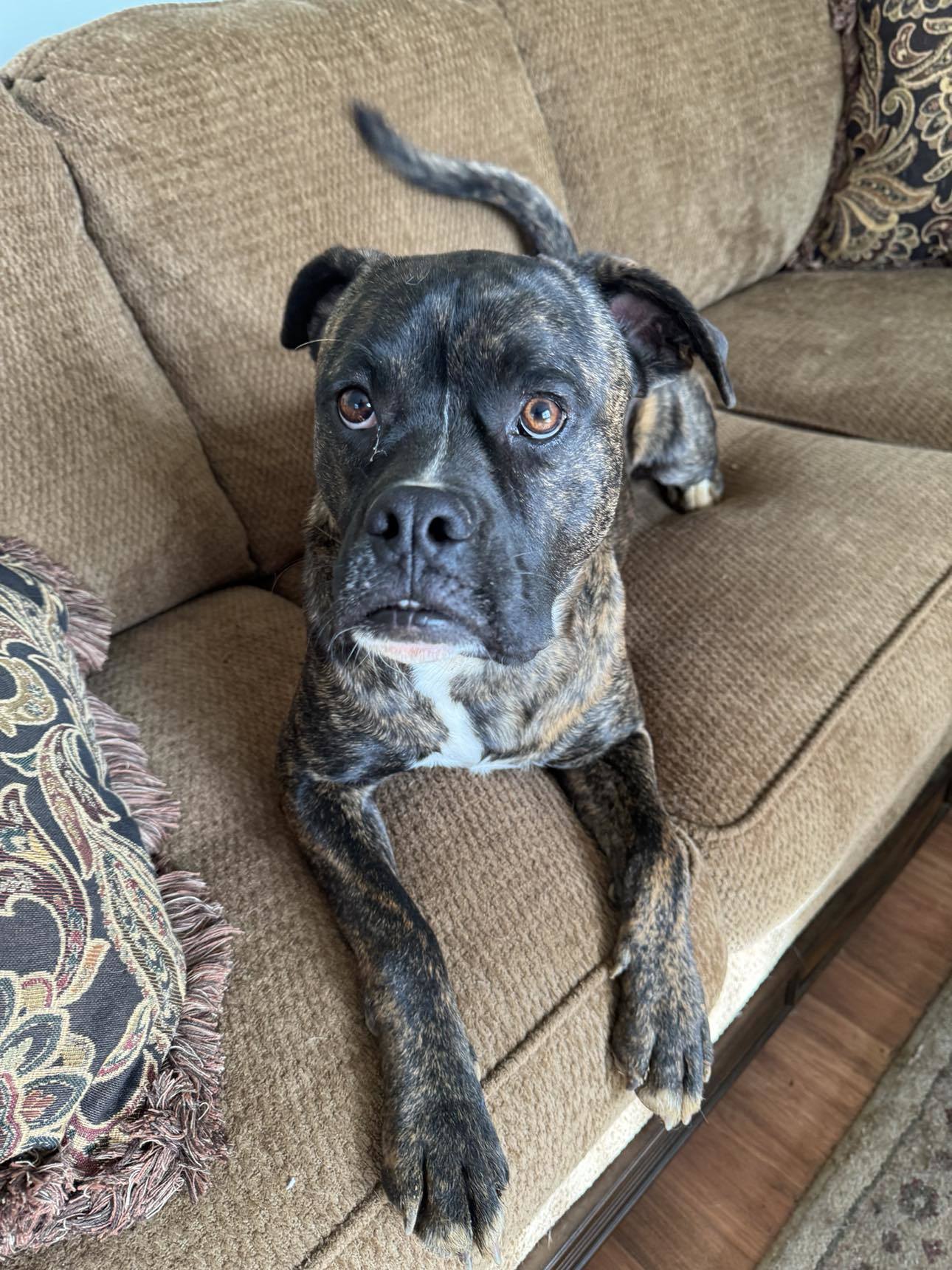 Ferguson, an adoptable Boxer in Shakopee, MN, 55379 | Photo Image 2