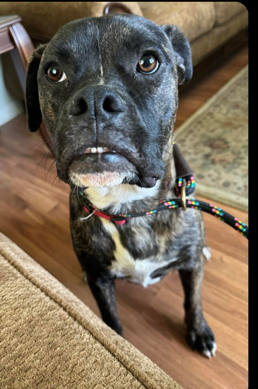 Ferguson, an adoptable Boxer in Shakopee, MN, 55379 | Photo Image 3