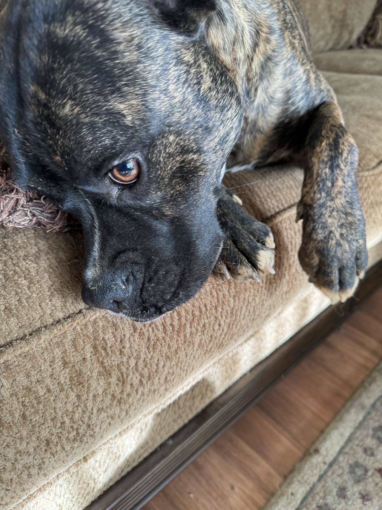 Ferguson, an adoptable Boxer in Shakopee, MN, 55379 | Photo Image 3