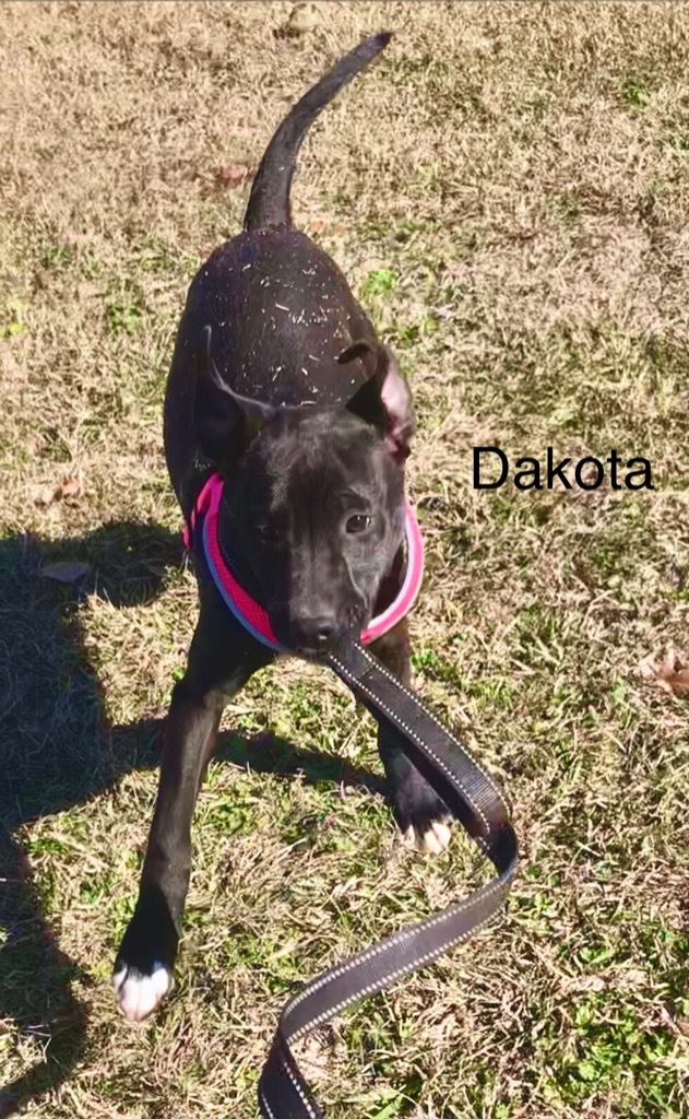 Dakota 4