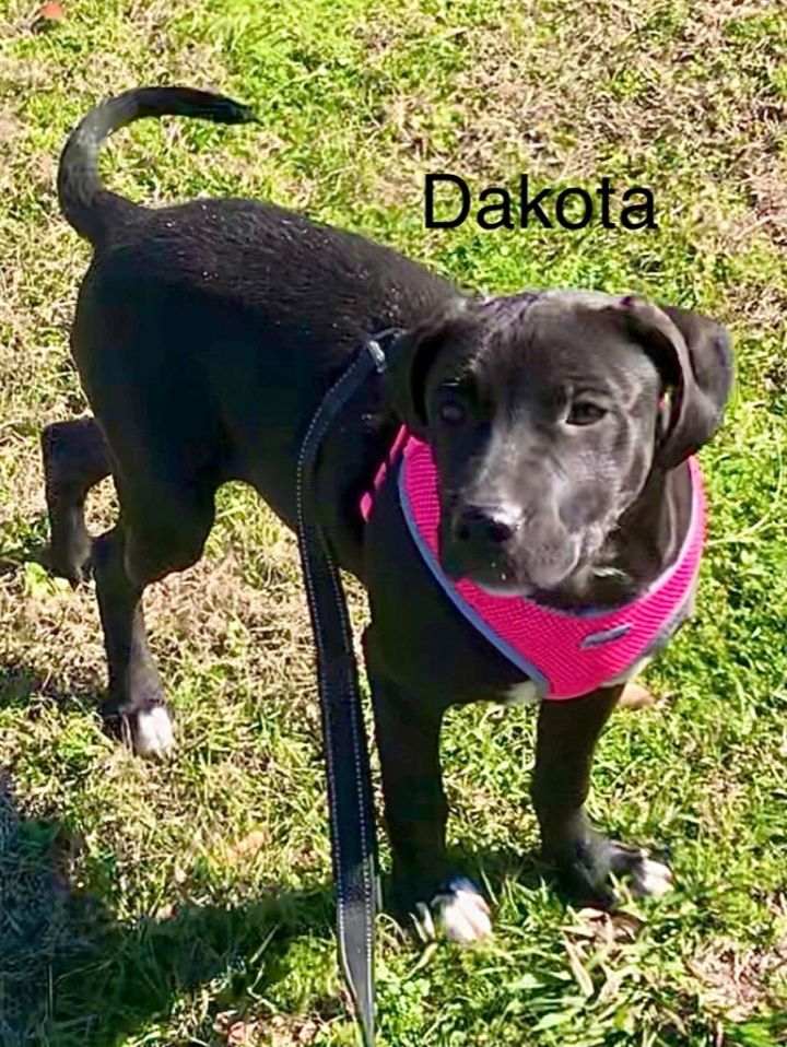 Dakota 5