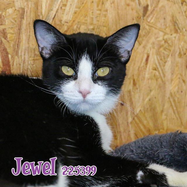 JEWEL, an adoptable Domestic Medium Hair in Fort Walton Beach, FL, 32548 | Photo Image 1