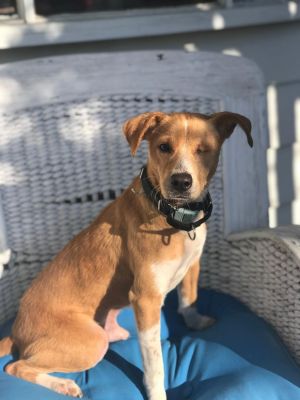 You can fill out an adoption application online on our official website Wes TX is a male lab mix 