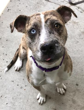 Catahoula leopard deals and pitbull mix