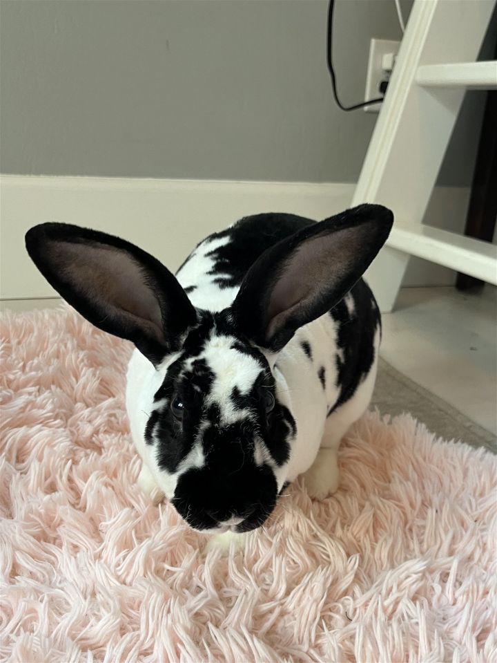 Magpie sales mini rex