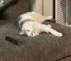 Riley - No Longer Accepting Applications