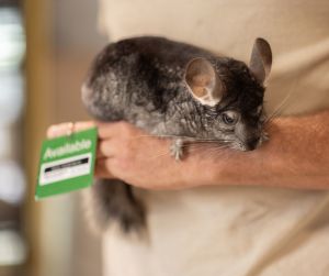 Sparks Chinchilla Small & Furry