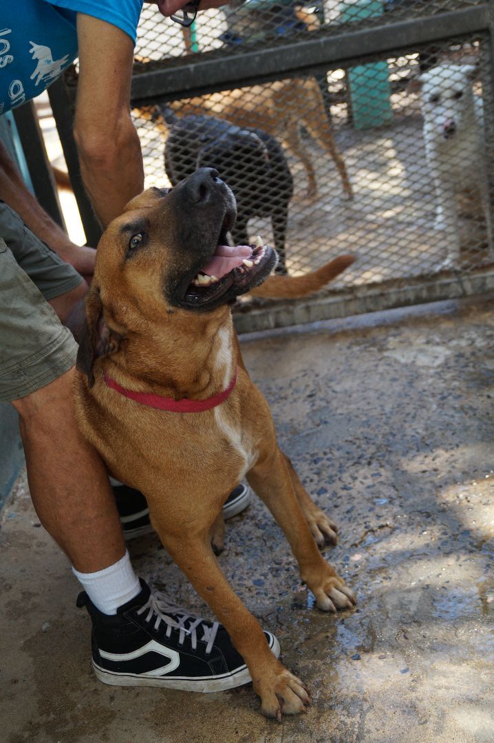 Mastiff x rhodesian store ridgeback