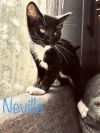 Neville