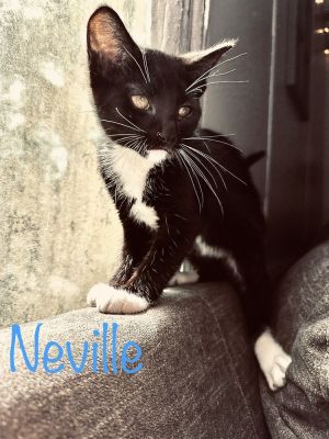 Neville