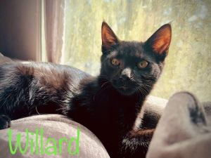 Ripper Aka Willard