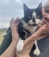 Oreo (In Foster Home)