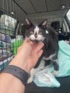 Oreo (In Foster Home)