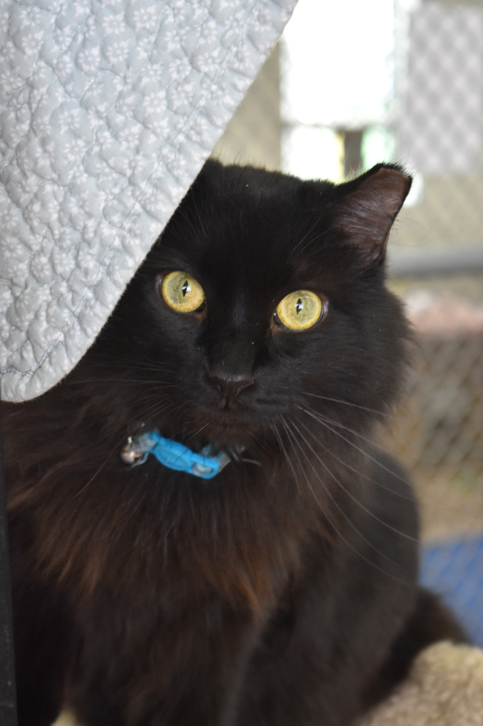 Dosido, an adoptable Domestic Medium Hair in Peoria, AZ, 85345 | Photo Image 5