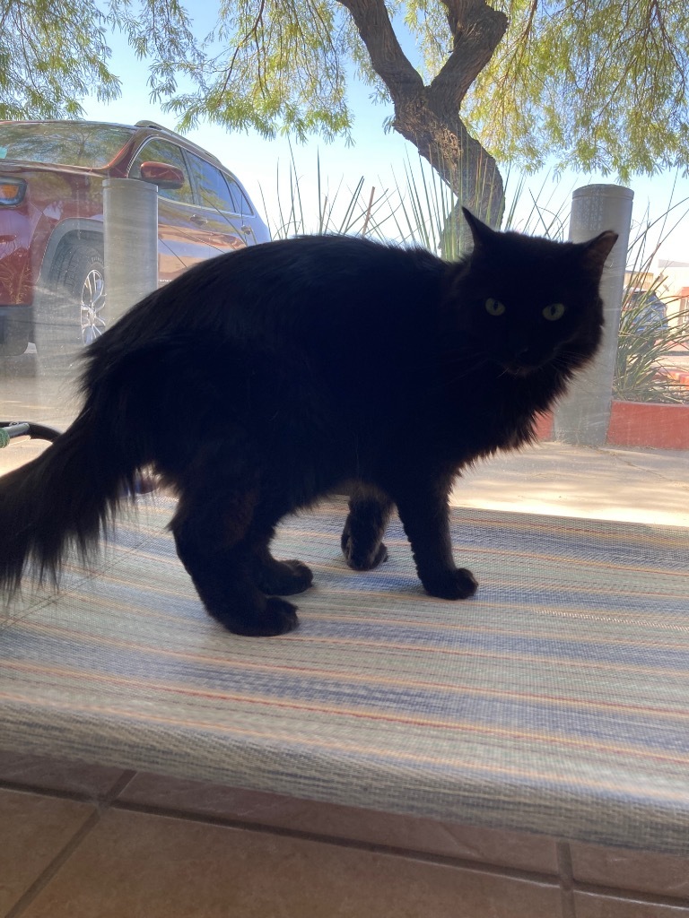 Dosido, an adoptable Domestic Medium Hair in Peoria, AZ, 85345 | Photo Image 6