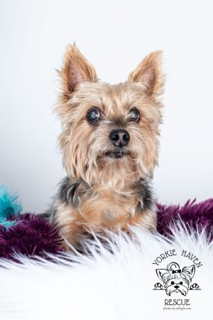 Yorkie best sale haven rescue