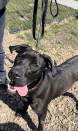 Rollo, an adoptable Mixed Breed in Oskaloosa, IA, 52577 | Photo Image 1