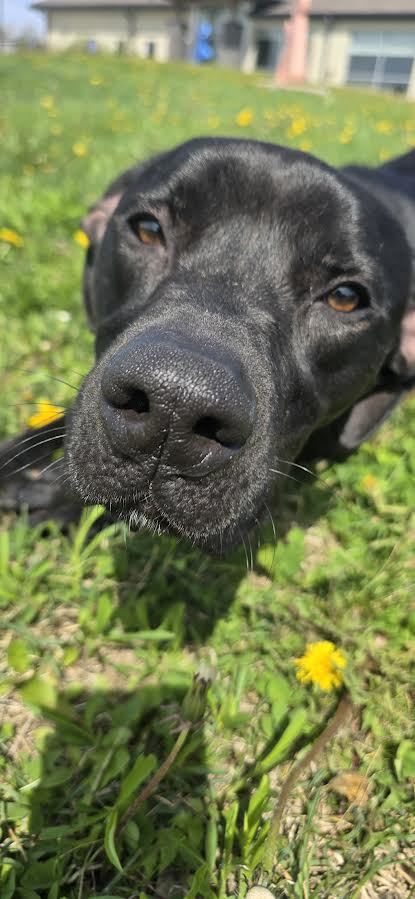 Rollo, an adoptable Mixed Breed in Oskaloosa, IA, 52577 | Photo Image 1