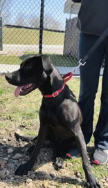 Rollo, an adoptable Mixed Breed in Oskaloosa, IA, 52577 | Photo Image 2