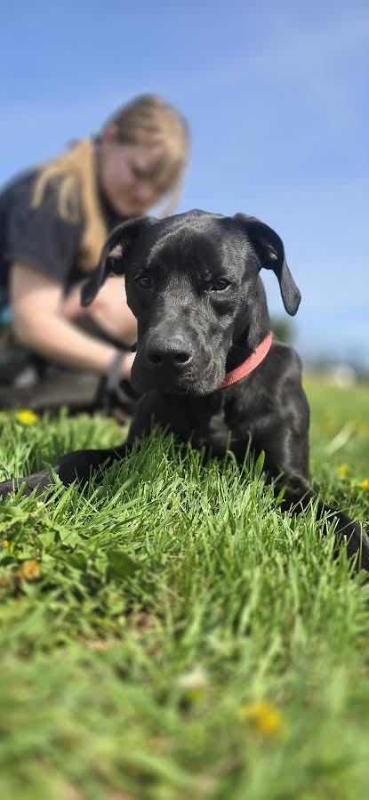 Rollo, an adoptable Mixed Breed in Oskaloosa, IA, 52577 | Photo Image 2