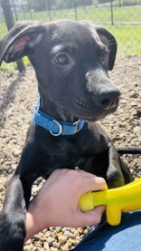 Rollo, an adoptable Mixed Breed in Oskaloosa, IA, 52577 | Photo Image 3