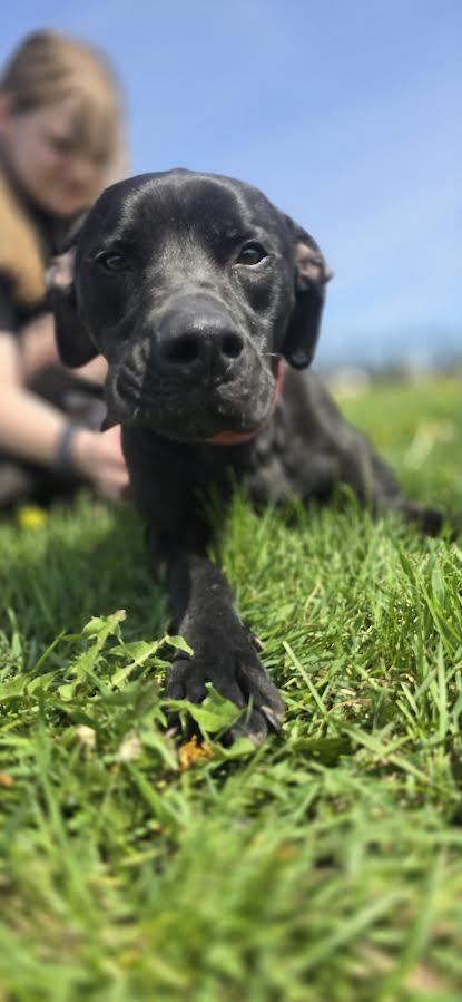 Rollo, an adoptable Mixed Breed in Oskaloosa, IA, 52577 | Photo Image 3