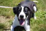 Mike, an adoptable Mixed Breed in Oskaloosa, IA, 52577 | Photo Image 1