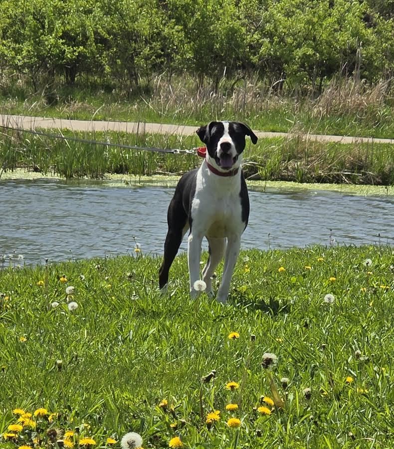 Mike, an adoptable Mixed Breed in Oskaloosa, IA, 52577 | Photo Image 1