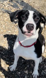 Mike, an adoptable Mixed Breed in Oskaloosa, IA, 52577 | Photo Image 2